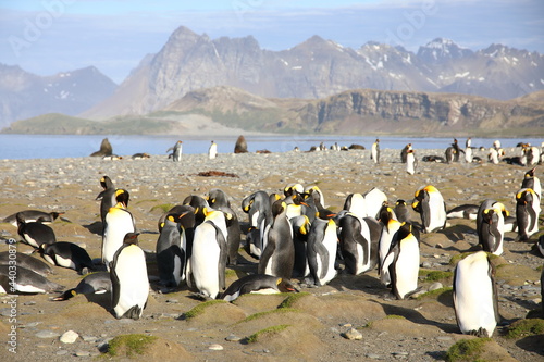 King penguin South Georgia Island