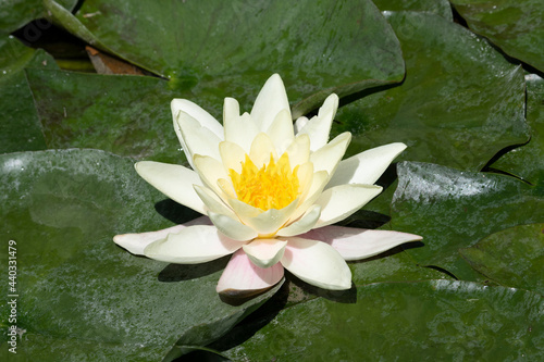 View of water lily