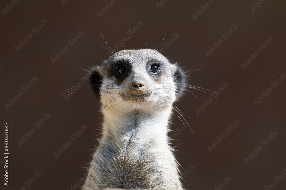 Front view of a Meerkat Front view of a Meerkat