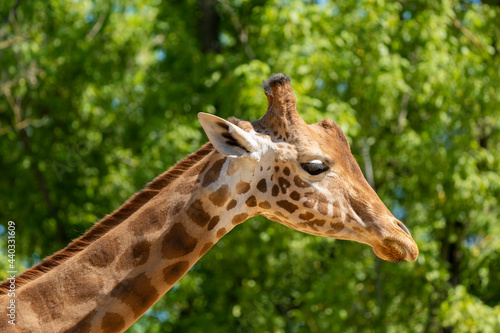 Close-up of a giraffe © Frédéric Prochasson