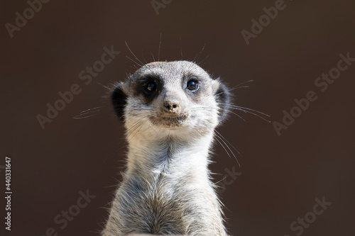 Front view of a Meerkat