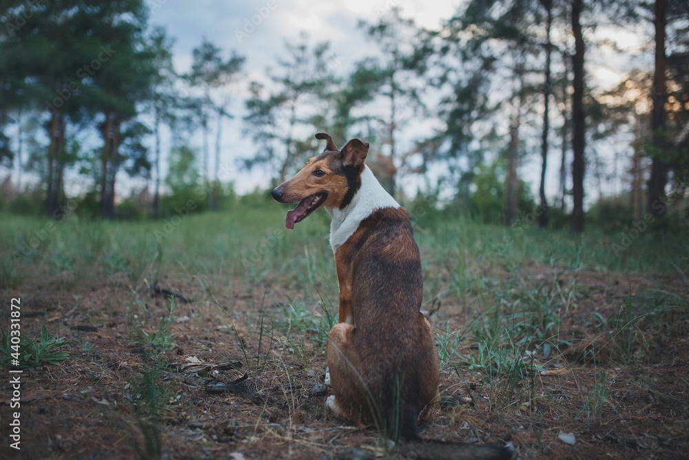 dog Smooth Collie in nature dog Smooth Collie in nature