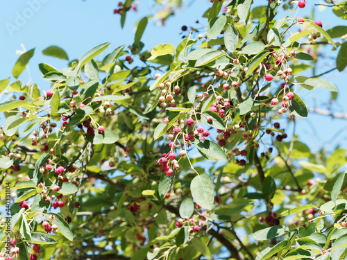 Arbuste ornemental et fruitier l'amélanchier à feuilles ovales portant des baies comestibles rouges immatures devenant noir bleuté et comestible photo