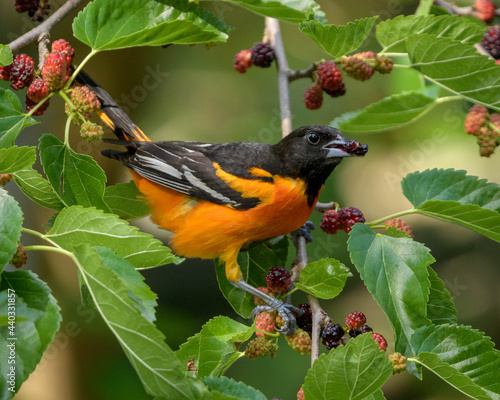 Εκτύπωση καμβά Baltimore oriole
