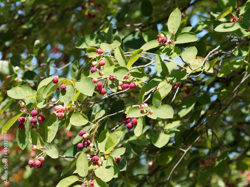 Arbuste ornemental et fruitier l am  lanchier    feuilles ovales portant des baies comestibles rouges immatures devenant noir bleut   et comestible