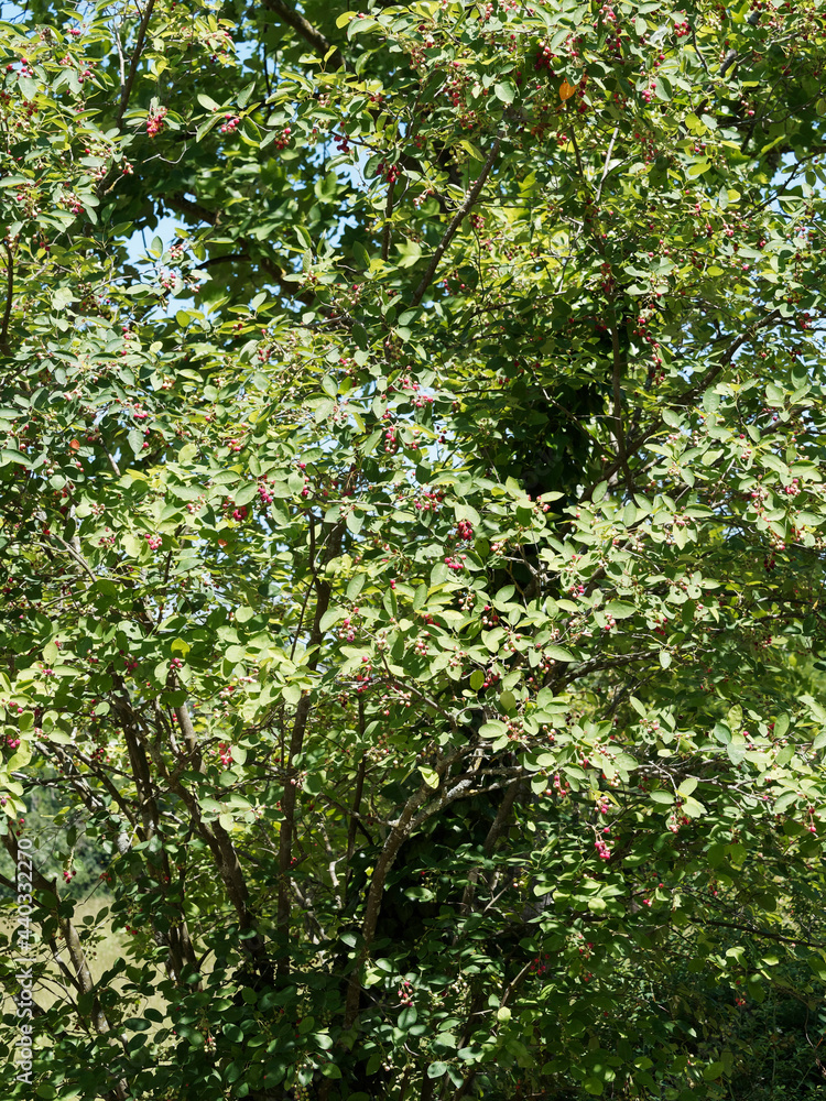 Amelanchier ovalis ou rotundifolia | Amélanchier à feuilles ovales. Petit arbustre à couronne ovoïde, rameaux grisâtre portant des grappes de petites baies rougeâtres immatures