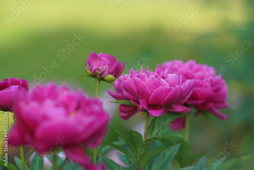 Pfingstrosen in einem Garten oder Park Paeonia officinalis