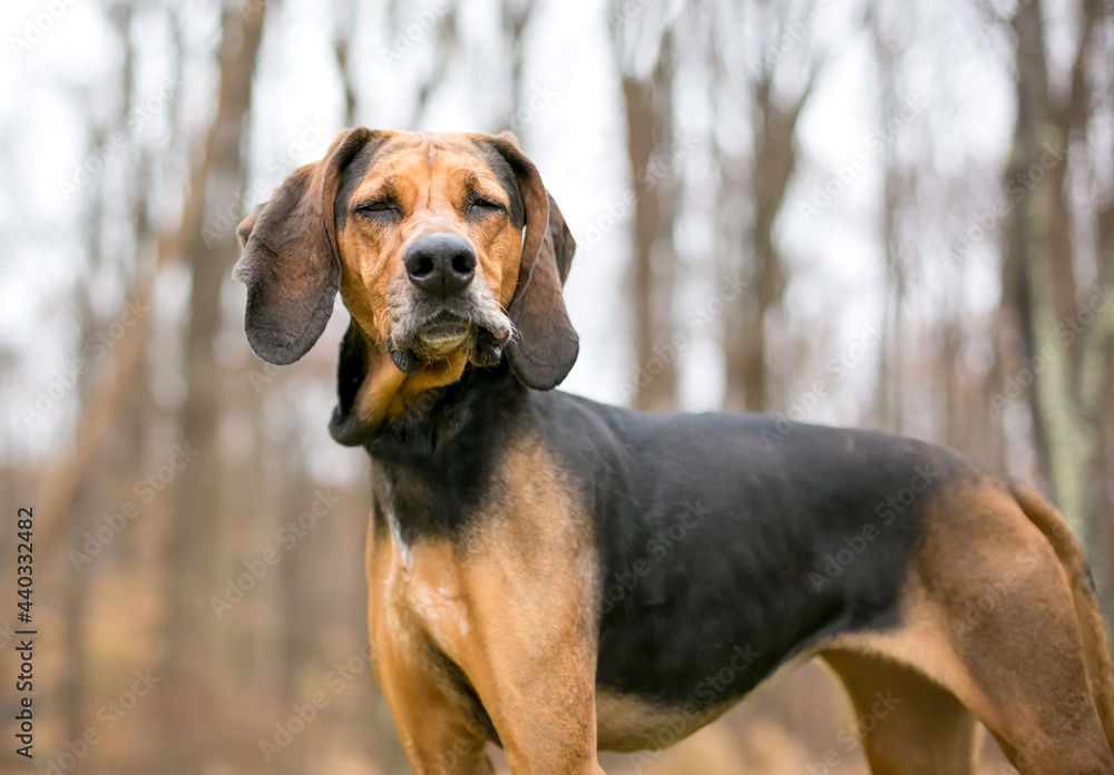 A red and black Coonhound dog with its eyes closed and a funny expression on its face