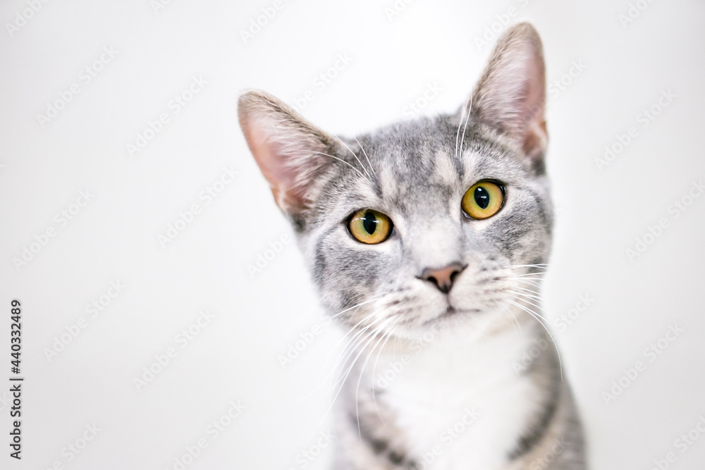 A gray and white tabby shorthair cat with bright yellow eyes looking at the camera with a head tilt