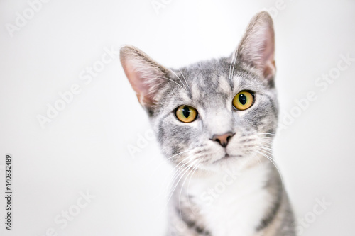 A gray and white tabby shorthair cat with bright yellow eyes looking at the camera with a head tilt © Mary Swift