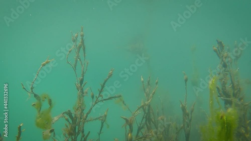 Knotted Wrack Seaweed Underwater in County Dublin, Ireland
