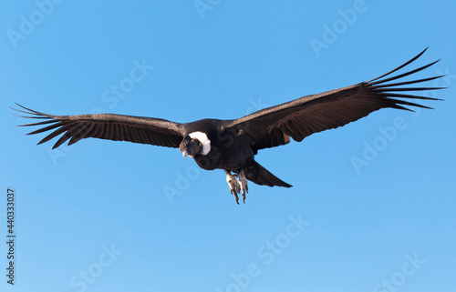 Condor flying patagonia vulture