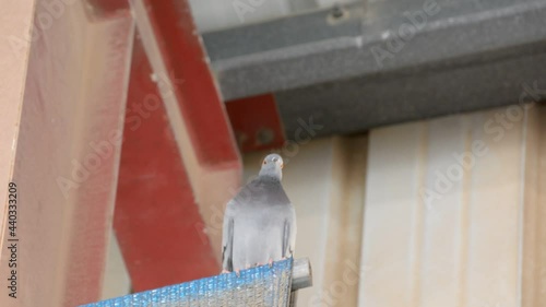 pigeon sitting on a metal constructions photo
