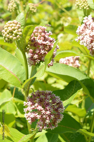 Common Milk Weed Plant