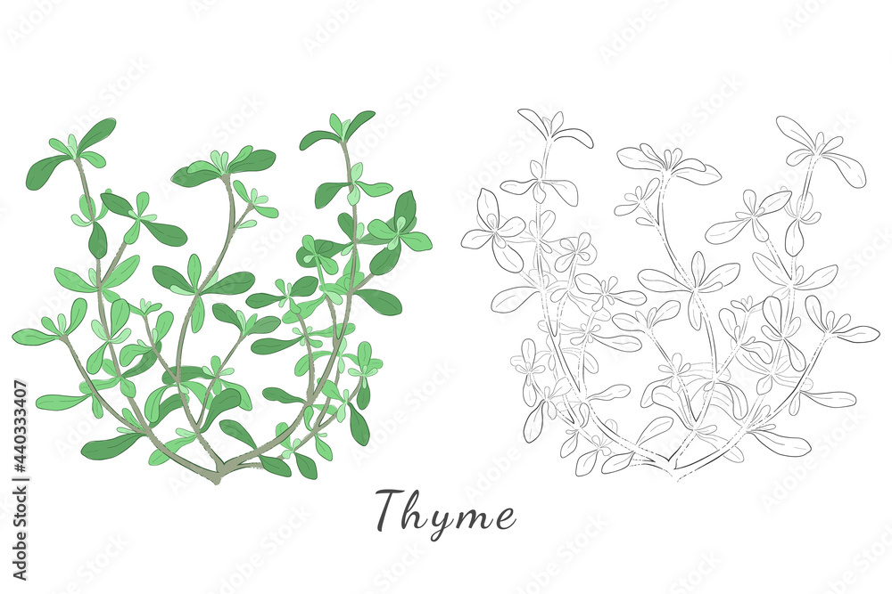 Hand Drawn Pictures of Thyme or Thymus Vulgaris