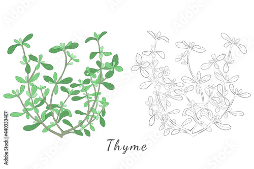 Hand Drawn Pictures of Thyme or Thymus Vulgaris