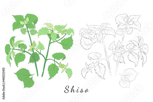 Hand Drawn Pictures of Shiso or Perilla Mint
