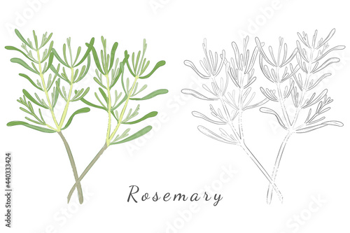 Two Pictures of Rosemary or Salvia Rosmarinus