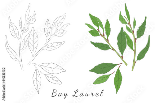 Hand Drawn Pictures of Laurel or Bay Tree Twigs
