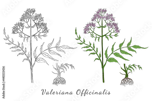 Two Hand Drawn Branches of Valerian with Roots