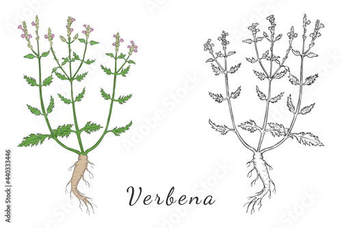 Two hand drawn Bushes of Blossoming Verbena