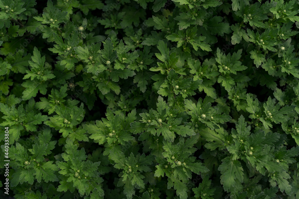 Bluming green fresh chrysanthemum abstract texture Bluming green fresh chrysanthemum abstract texture