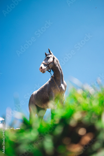 A gray horse standing on a grass mountain,  admiring the landscape