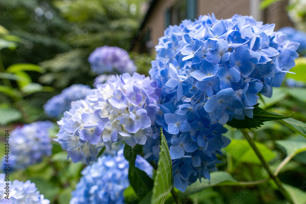 blue hydrangea flowers blue hydrangea flowers