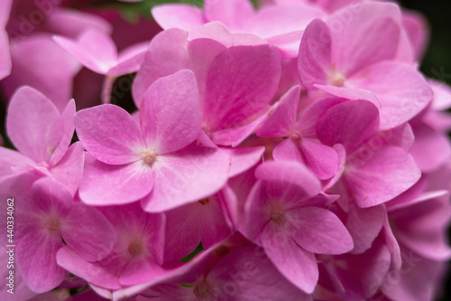 close up of pink hydrangea flower © Charlie Smith 