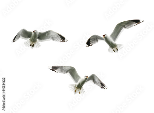 three gulls with open beak and wings fly on a white background and scream