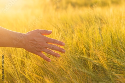 Hand of  a woman in a wheat field.Close-Up