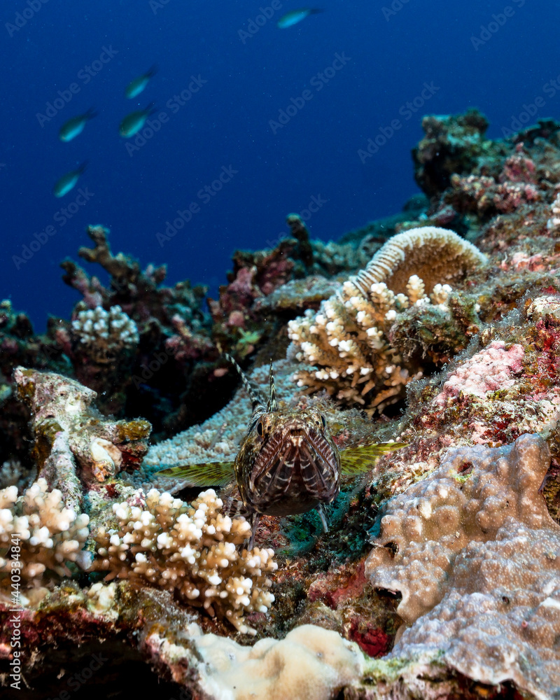 Variegated Lizardfish,
Synodus variegatus, in Maldives Variegated Lizardfish,
Synodus variegatus, in Maldives
