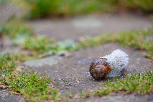 Gefleckte Weinbergschnecken (Cornu aspersum) in Schaum gehüllt fokusiert  photo