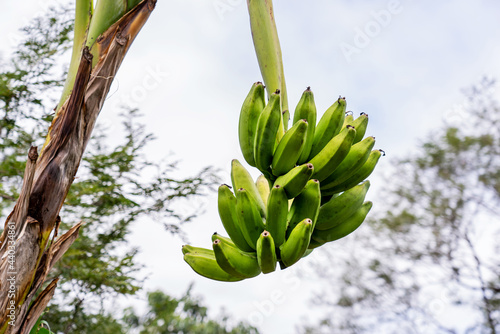 Green banana tree