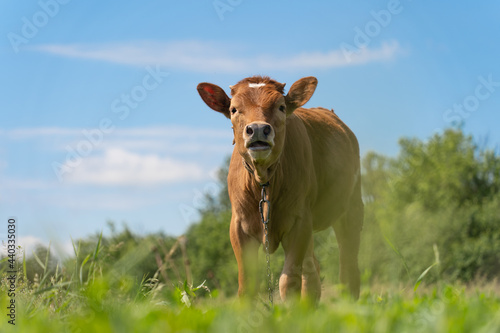 Brown calf hums in the meadow