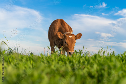 Print op canvas brown calf eating green grass, under the blue sky