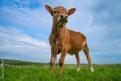 portrait of a funny calf under the blue sky  close-up  selective focus