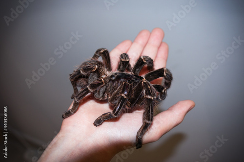 Large brown tarantula spider on the palm of woman or child, close-up.