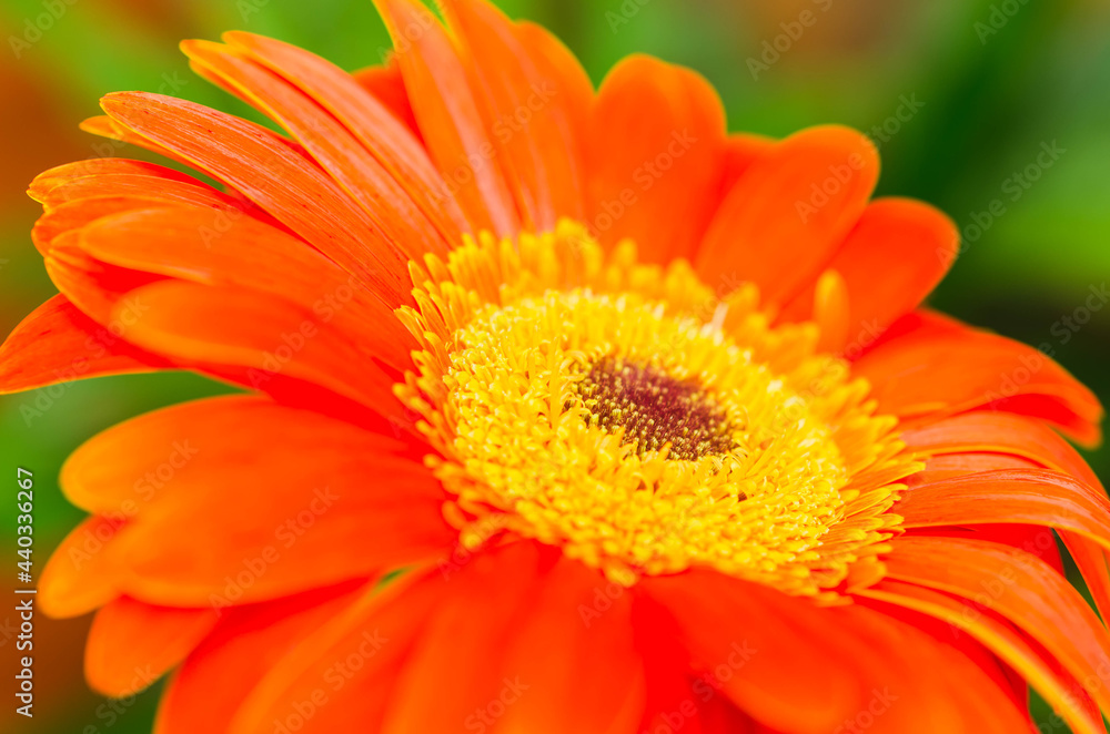 Closeup view of a gerbera flower, isolated on green background. Gerbera or Asteraceae with copy space available