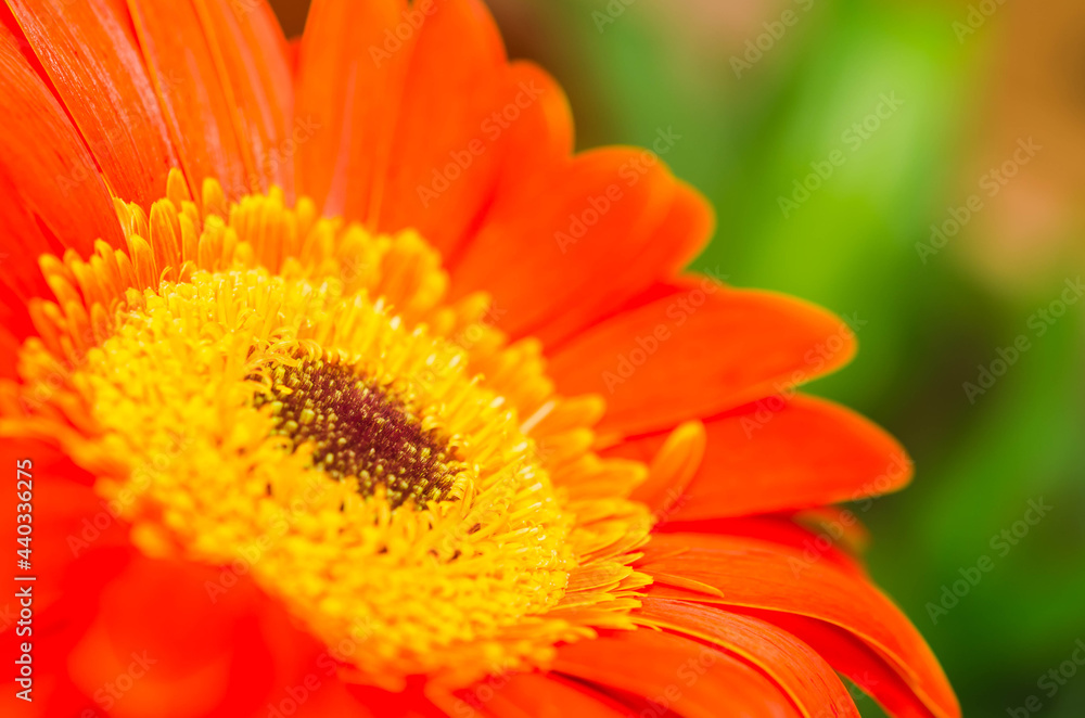 Closeup view of a gerbera flower, isolated on green background. Gerbera or Asteraceae with copy space available Closeup view of a gerbera flower, isolated on green background. Gerbera or Asteraceae with copy space available