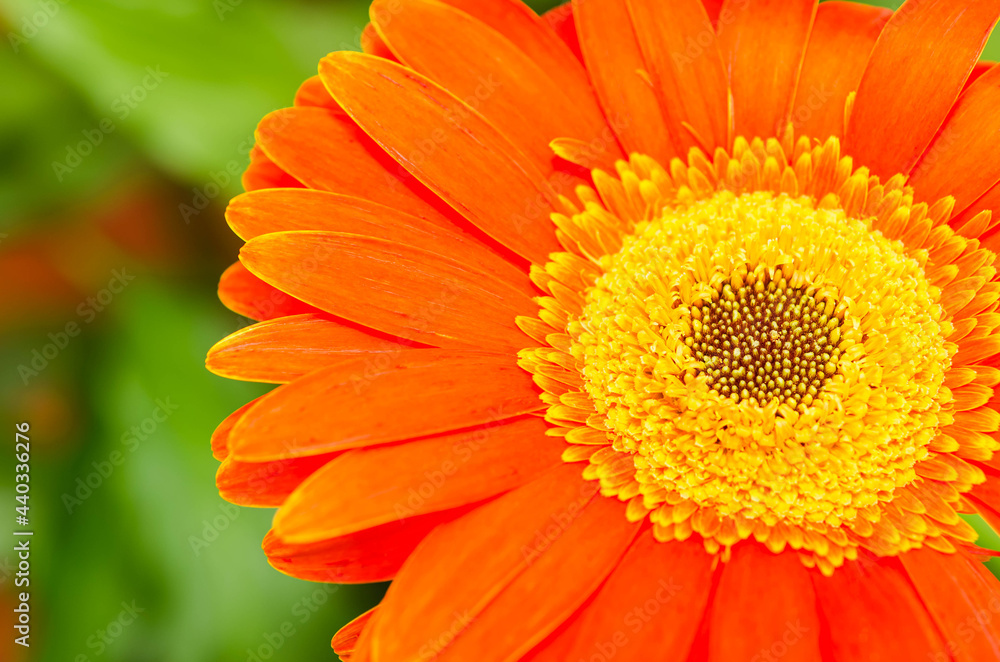 Closeup view of a gerbera flower, isolated on green background. Gerbera or Asteraceae with copy space available Closeup view of a gerbera flower, isolated on green background. Gerbera or Asteraceae with copy space available