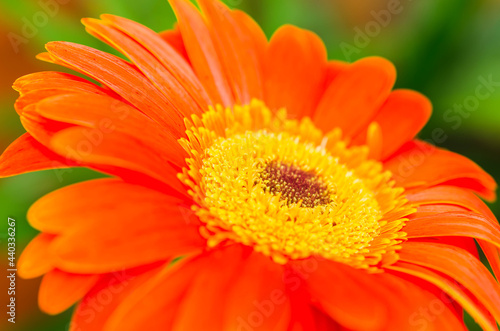 Closeup view of a gerbera flower  isolated on green background. Gerbera or Asteraceae with copy space available