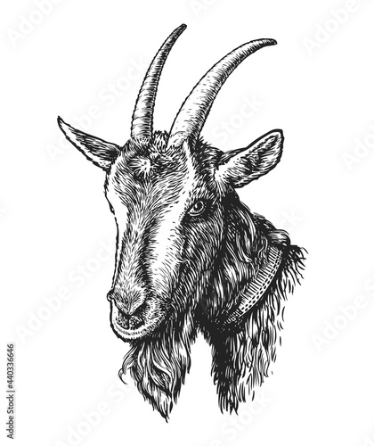Hand drawn sketch head of goat. Farm animal in vintage engraving style. Vector illustration