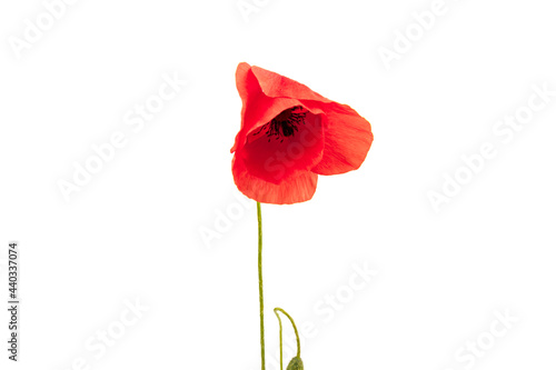 Red field poppies (Papaver rhoeas) isolated on white background