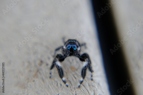 Jumping Spider - Phidippus Regius