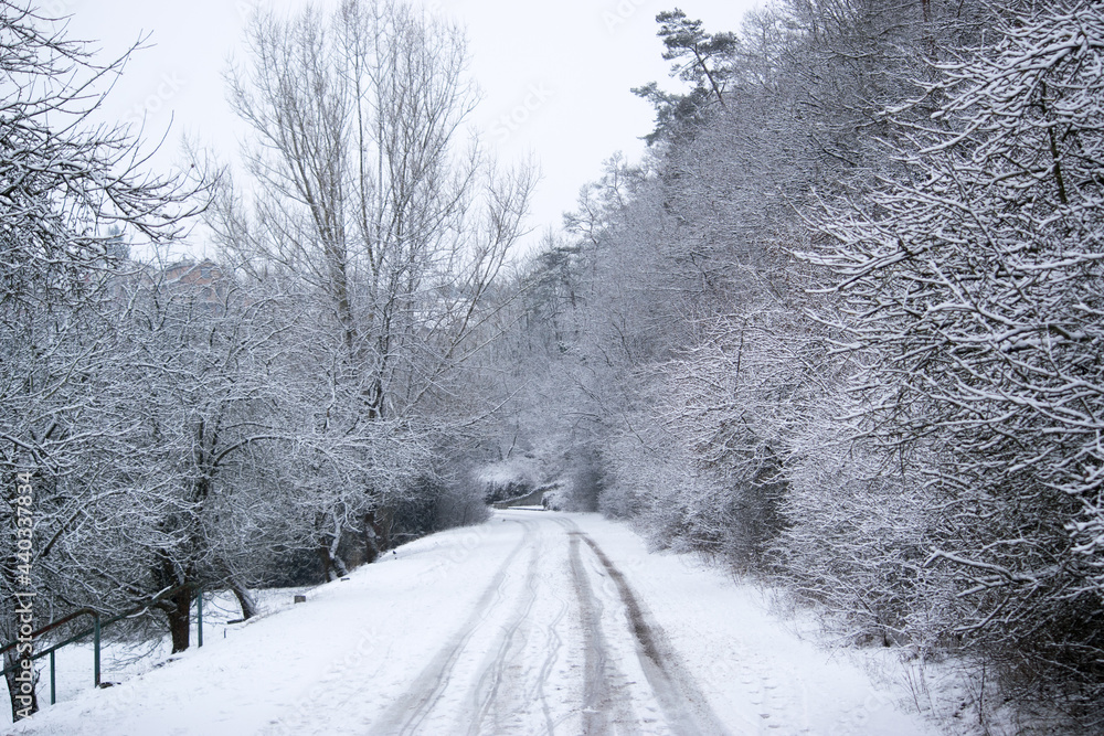 Snow-covered trees and a path in the winter forest Snow-covered trees and a path in the winter forest