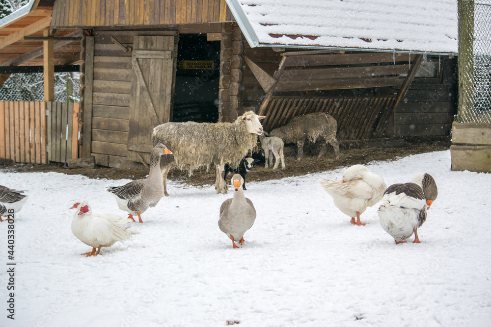 In winter, pets stand on a snow farm in front of a wooden house and a corral