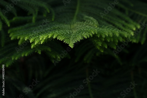 Closeup of green prickly branches araucaria pine tree. Araucaria heterophylla, christmas tree, araucaria tree or monkey puzzle tree for christmas celebration