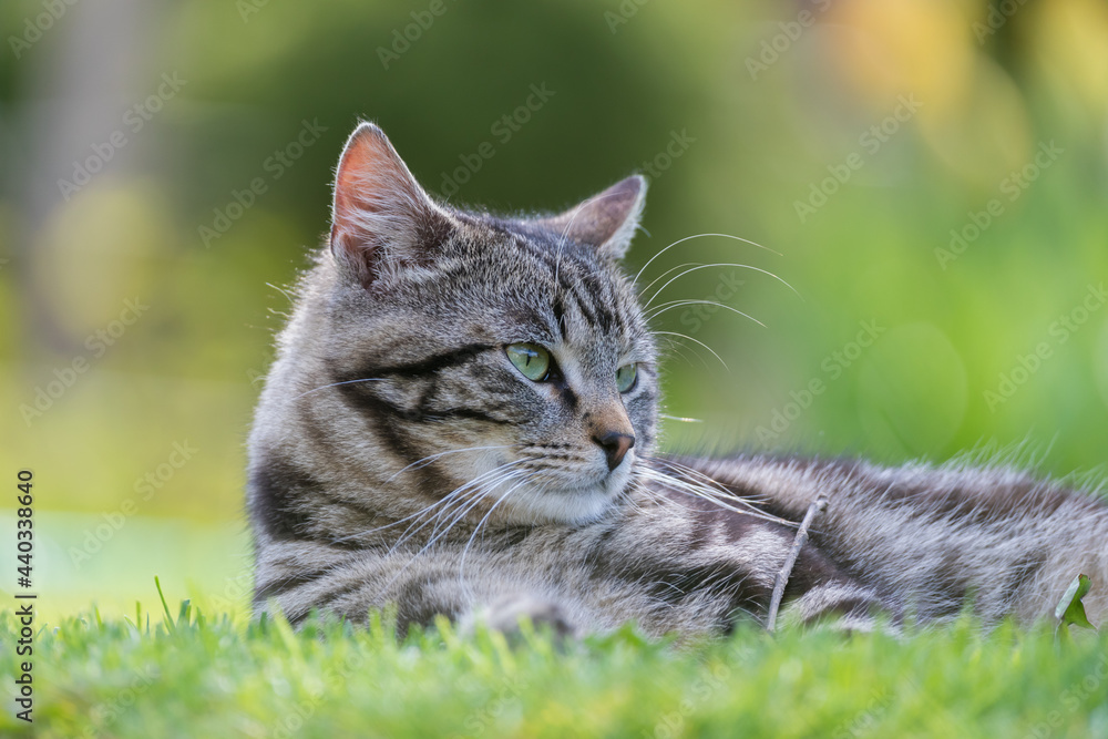 Cat on the green grass. Blurred green background