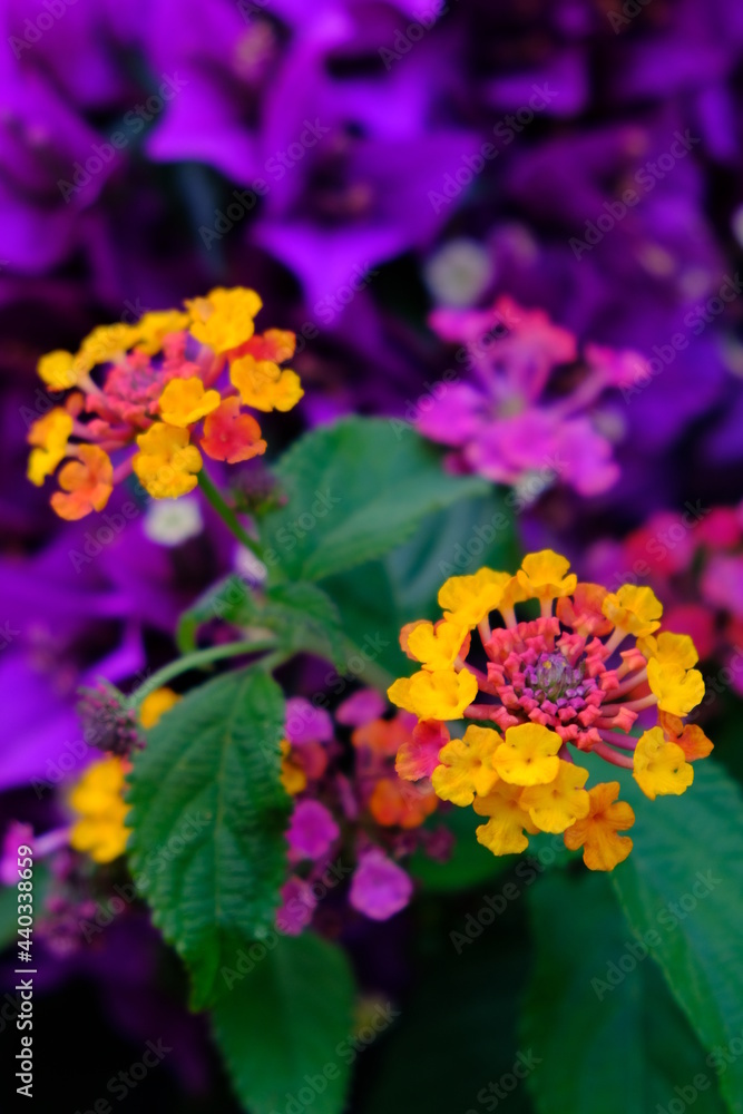 Obraz premium Lantana